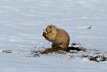 Black-tailed prairie dog (Cynomys ludovicianus) muddy from digging through melting snow, feeding on root, Colorado, USA. March.