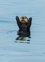 Sea otter (Enhydra Lutris) with forelegs raised, Sitka Sound, Alaska, USA, August.