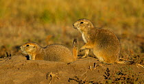 Black-tailed Prairie Dogs (Cynomys ludovicianus) a top burrow. One with tag on ear, Wind Cave National Park of South Dakota were tagged for a study.