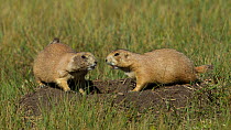 Black-tailed prairie dogs (Cynomys ludovicianus) chirping in unison from atop a burrow. Wind Cave, South Dakota, USA, September.