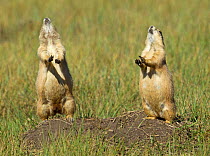 Black-tailed prairie dogs (Cynomys ludovicianus) yipping atop burrow, Wind Cave National Park, South Dakota, USA, September.