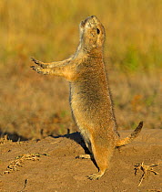 Black-tailed Prairie Dog (Cynomys ludovicianus) jumping with yip cry. Wind Cave National Park, South Dakota, USA, October.