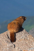 Yellow-bellied Marmot (Marmota flaviventris) Mt. Evans, Colorado, USA, July.