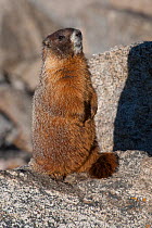 Yellow-bellied Marmot (Marmota flaviventris) standing on a Mt. Evans, Colorado, USA, July.