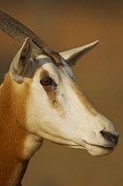 Scimitar-horned oryx (Oryx dammah), Dubai Desert Conservation Reserve, Dubai, UAE.