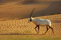 RF- Arabian Oryx (Oryx leucoryx) Dubai Desert Conservation Reserve, Dubai, UAE. (This image may be licensed either as rights managed or royalty free.)