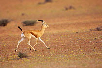 Dorcas gazelle (Gazella dorcas), Dubai desert conservation area, Dubai, UAE.