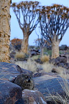 Rock Dassie (Procavia capensis) Quiver tree forest, Kalahari, Namibia.