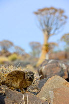 Rock Dassie (Procavia capensis) Quiver tree forest, Kalahari, Namibia.