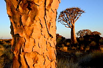 Kokerboom or Quiver Tree (Aloe dichotoma) close up of bark, Rock Quiver tree forest, Kalahari, Namibia.