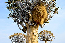 Kokerboom or Quiver Tree (Aloe dichotoma) with Sociable Weaver (Philetairus socius) nest, Quiver tree forest, Kalahari, Namibia.