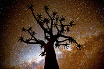Kokerboom or Quiver Tree (Aloe dichotoma) silhouetted at night, with starry sky, Quiver tree forest, Kalahari, Namibia.