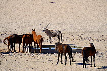 Wild horses of the Namib with a Oryx (Oryx gazella) drinking water at an artificial water point. These wild horses are probably the only wild desert-dwelling horses in the world. Garub Plain, Aus, Nam...