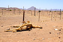 Giraffe (Giraffa camelopardalis) dead after becoming trapped in a fence wires, Namib desert, Namibia.