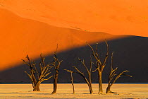 Deadvlei clay pan and sand dunes, Namib Naukluft Park, Namibia, February 2005.