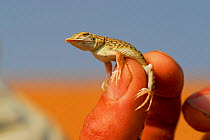 Shovel-Snouted Lizard (Meroles anchietae) held in fingers, endemic to the Namib desert, Namibia.