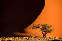 Patterns of shadows and light on sand dunes, Sossusvlei, Namib-Naukluft National Park, Namibia.