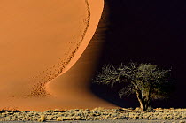 Patterns of shadows and light on sand dunes, Sossusvlei, Namib-Naukluft National Park, Namibia, September 2013.