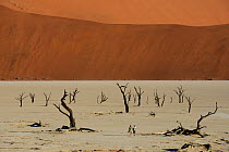 Dead trees in Deadvlei clay pan, Sossusvlei. Namib-Naukluft National Park, Namibia, September 2013.