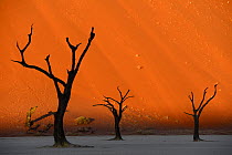 Dead trees in Deadvlei clay pan, Sossusvlei. Namib-Naukluft National Park, Namibia, September 2013.