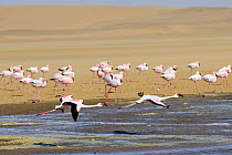 Greater flamingoes (Phoenicopterus ruber) in flight, Walvis Bay Lagoon, Ramsar site, Namib desert, Namibia, September 2013.