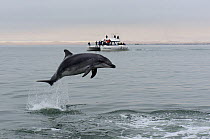 Bottlenose dolphin (Tursiops truncatus) jumping in front of a catamaran in the Walvis Bay Lagoon, Namibia, September 2013.