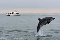 Bottlenose dolphin (Tursiops truncatus) jumping in front of a catamaran in the Walvis Bay Lagoon, Namibia, September 2013.