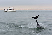 Bottlenose dolphin (Tursiops truncatus) diving in front of a catamaran in the Walvis Bay Lagoon, Namibia, September 2013.