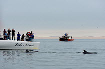 People watching Bottlenose dolphins (Tursiops truncatus)  from  catamaran in the Walvis Bay Lagoon, Namibia, September 2013.