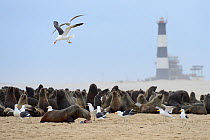 Colony of Cape fur seals (Arctocephalus pusillus) Pelican Point, Walvis Bay Lagoon, Namibia, September 2013.