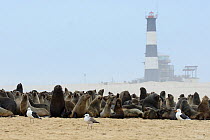 Colony of Cape fur seals (Arctocephalus pusillus) Pelican Point, Walvis Bay Lagoon, Namibia, September 2013.
