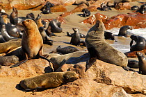 Colony of Cape fur seals (Arctocephalus pusillus) at Cape Cross, Dorob National Park, Namibia.
