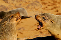 Interaction between Cape fur seals (Arctocephalus pusillus) at colony, Cape Cross, Dorob National Park, Namibia.