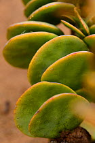 Dollarbush (Zygophyllum stapfii) leaves, Namib Desert. Dorob National Park, Namibia.