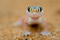 Web-footed gecko (Pachydactylus rangei) portrait, endemic species. Dorob National Park, Namibia.