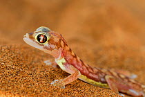 Web-footed gecko (Pachydactylus rangei) endemic species. Dorob National Park, Namibia.