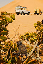 Namaqua chamaleon (Chamaeleo namaquensis) and tourists in four by four, Dorob National Park, Namib desert, Namibia.