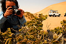 Woman taking photograph of Namaqua chamaleon (Chamaeleo namaquensis)  Dorob National Park, Namib desert, Namibia.