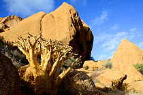Butterwood Tree (Cyphostemma bainesii) Spitzkoppe mountain range, Namibia.