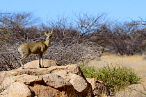 Klipspringer (Oreotragus oreotragus) Spitzkoppe mountain range, Namibia.