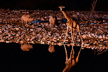 Black rhino (Diceros bicornis) and Angolan Giraffe (Giraffa camelopardalis angolensis) at watering hole at night, taken with infra red camera, Okaukuejo pan, Etosha National Park, Namibia.