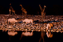 Black rhino (Diceros bicornis) and Angolan Giraffe (Giraffa camelopardalis angolensis) at watering hole at night, taken with infra red camera, Okaukuejo pan, Etosha National Park, Namibia.