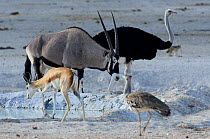 Gemsbok (Oryx gazella) at waterhole, with Ostrich (Struthio camelus), Springbok (Antidorcas marsupialis) and Kori bustard (Ardeotis kori). Etosha National Park, Namibia.