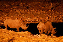 Black rhinos (Diceros bicornis) at water hole at night, taken with infra red, Okaukuejo pan, Etosha National Park, Namibia. Critically endangered species.
