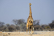 Male Giraffe (Giraffa camelopardis) trying to mate with female, as she attempts to escape, Etosha National Park, Namibia.