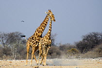 Male Giraffe (Giraffa camelopardis) trying to mate with female, as she attempts to escape, Etosha National Park, Namibia.