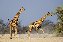 A male giraffe (Giraffa camelopardis) tries to reproduce with a female, as she tries to escape. Etosha National Park, Namibia.