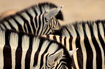 Burchell's zebras (Equus quagga burchellii) close ups of the manes, Etosha NP, Namibia.
