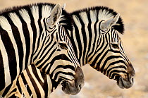 Burchell's zebras (Equus quagga burchellii) standing side by side. Etosha NP, Namibia.