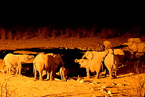 African elephants (Loxodonta africana) herd at watering hole at night, taken with infra red camera Etosha NP, Namibia.